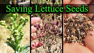 How To Save Lettuce Seeds  Garden Quickie Episode 14 [upl. by Ahseniuq334]