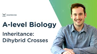 Inheritance Dihybrid Crosses  Alevel Biology  OCR AQA Edexcel [upl. by Tharp]