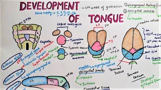 Development Of Tongue [upl. by Paulita]