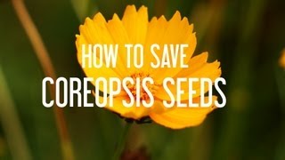 How to Save Coreopsis Seeds [upl. by Onitsoga]