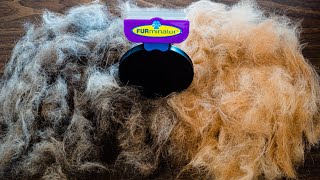 FURMINATOR review  Cat Grooming  Does it work [upl. by Arised]