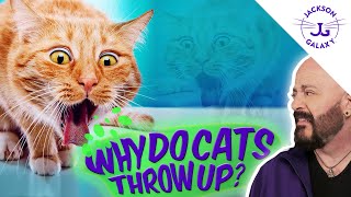 Why Do Cats Throw Up So Much [upl. by Daile]