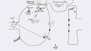 Glutamatergic Synapse [upl. by Itirahc]