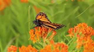 Milkweeds for Monarchs Butterfly Milkweed [upl. by Imojean]