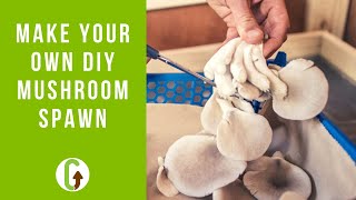 Grow Your Own DIY Mushroom Spawn The Stem Butt Method  GroCycle [upl. by Aldarcy]