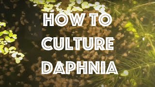 How To Culture Daphnia Magna [upl. by Iinde]