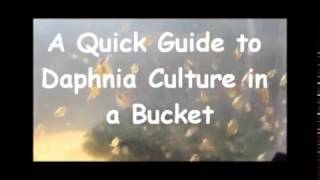 How to culture daphnia outside [upl. by Nixie]