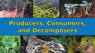 Producers Consumers and Decomposers Overview [upl. by Aidyn]