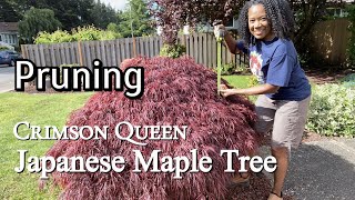 Tips When Pruning A Japanese Maple Tree [upl. by Raymond693]