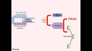 Heparin  Mechanism of Action [upl. by Marek790]