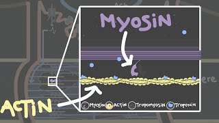 Crossbridge cycle  Skeletal muscle contraction [upl. by Gleda]