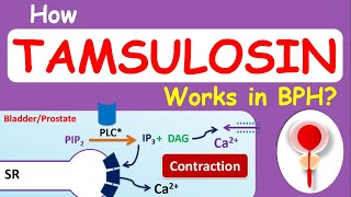 How Tamsulosin Flomax works in BPH [upl. by Corine956]