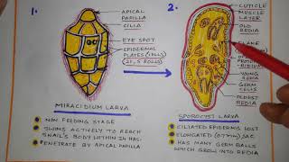 Life cycle of Fasciola hepatica [upl. by Nomsed87]