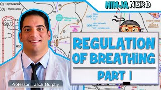 Respiratory  Regulation of Breathing Respiratory Centers Part 1 [upl. by Ebaj954]