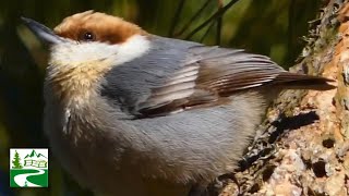 Nuthatch bird call  song  sound amp eating habits  Brown headed [upl. by Aitnwahs]