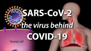 Understanding the Virus that Causes COVID19 Animation [upl. by Ansley]