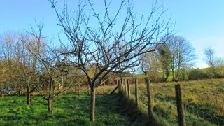 How to Prune Established Apple Trees [upl. by Berhley156]