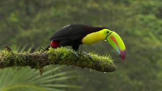 Keelbilled Toucan [upl. by Asiulairam]