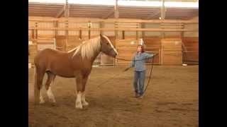 Teaching a Horse to Lunge for the First Time [upl. by Gunter121]