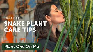 Ultimate SNAKE PLANT CARE Guide — Ep 202 [upl. by Afirahs]