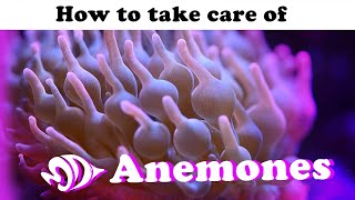 Sea Anemones A How to Guide for Selection Care and Feeding [upl. by Ative818]