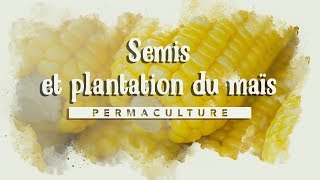 🌽 Le Semis du maïs doux ou sucré  semis et plantation 🌽 [upl. by Odelinda]