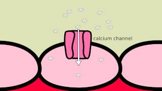 How does Amlodipine work [upl. by Atinev282]