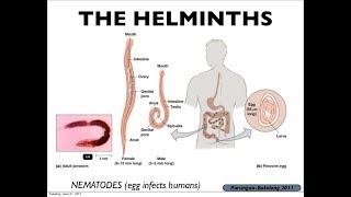 Microbiology of Eukaryotes Helminths [upl. by Nepil]