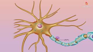 Abnormal misfolded prions  Medical microbiology animations [upl. by Heather53]