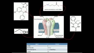 GABA Biosynthesis and Catabolism [upl. by Oralie461]