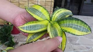 Snake Plant Leaf Cutting by Soil Propagation [upl. by Eloccin]