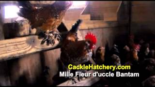 Mille Fleur dUccle Bantam Chicken Breed Breeder Flock  Cackle Hatchery [upl. by Ydnih]