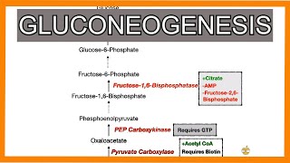 Gluconeogenesis [upl. by Woodson470]