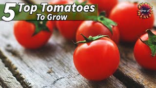 TOP 5 Tomato Varieties To Grow At Home [upl. by Eohce]