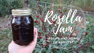 Rosella Jam Recipe  How to Harvest [upl. by Chernow846]