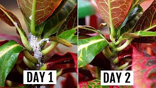 5 SIMPLEST Ways To GET Rid of Mealybugs In MINUTES [upl. by Wollis]