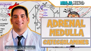 Endocrinology  Adrenal Medulla  Catecholamines [upl. by Olivier470]