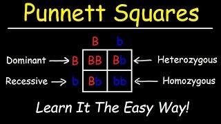 Punnett Squares  Basic Introduction [upl. by Gorski]