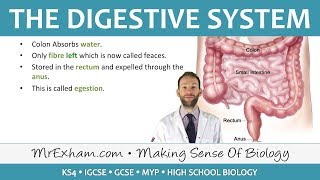 The Digestive System  GCSE Biology 91 [upl. by Adiari]