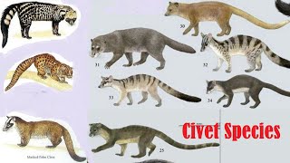 Civet Species  Civet Of The World  List Of All Civet Species [upl. by Homerus]