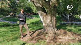 Ask an Arborist How do I Avoid Damaging my Tree’s Roots [upl. by Mayfield]