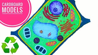 Easy Plant Cell Model Project  Step by Step [upl. by Anilasor785]