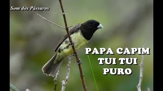 PAPA CAPIM TUI TUI PURO  TREINAMENTO [upl. by Wj430]