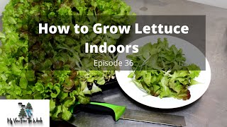 How to Grow Lettuce Indoors All Year Long [upl. by Jo Ann]