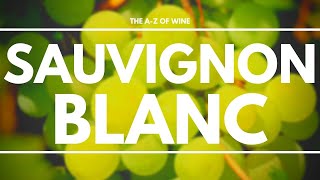 What is SAUVIGNON BLANC  Everything you need to know about this delicious grape [upl. by Ccasi]