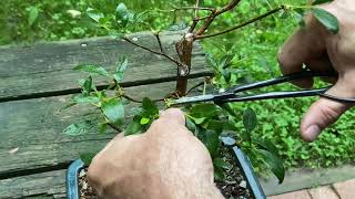 How to Prune Azalea Bonsai [upl. by Lurette]