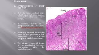 LYMPH NODE histology [upl. by Haslett]