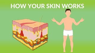 How Your Skin Works  How does the skin work Human skin Structure and Function [upl. by Lairbag933]