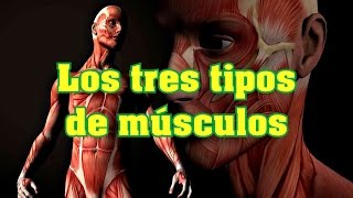 Los tres tipos de músculos [upl. by Triplett]