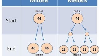 Mitosis vs Meiosis [upl. by Notxap]